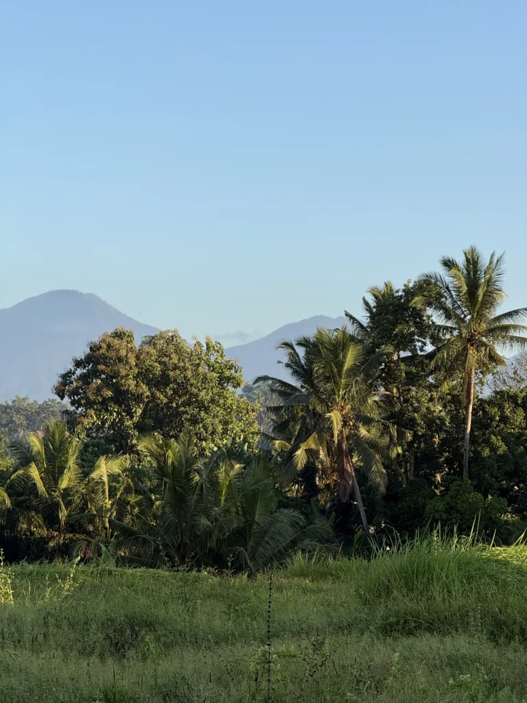 pola ryżowe Ubud bali